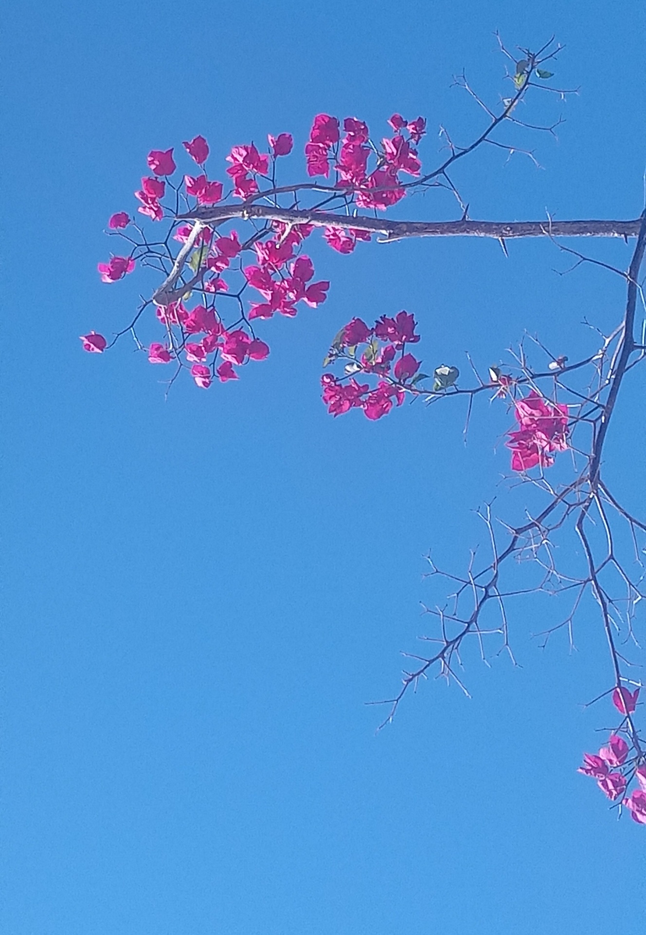 flores rosas no céu azul